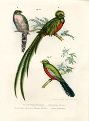 Narina-Trogon, 1864